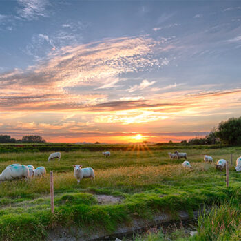Paysage de coucher de soleil, des moutons mangent dans l'herbe verte au premier plan.