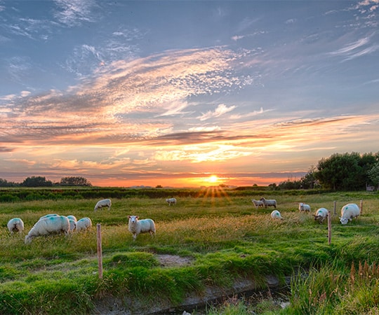 Paysage de coucher de soleil, des moutons mangent dans l'herbe verte au premier plan.