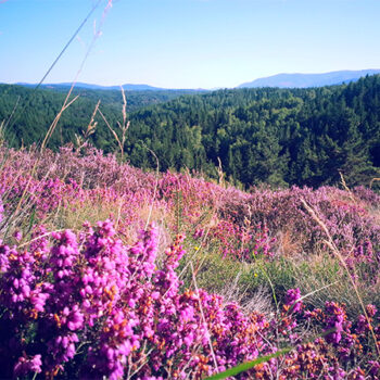 Vue sur la vallée avec des fleurs roses au premier plan.