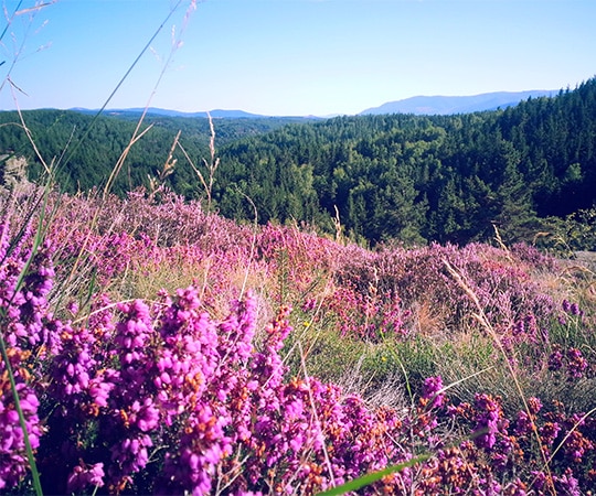 Vue sur la vallée avec des fleurs roses au premier plan.