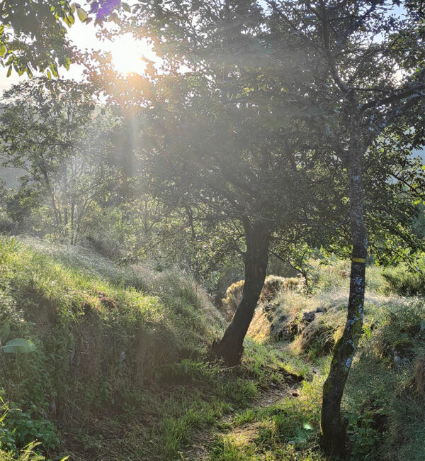La lueur du soleil traversant les feuilles d'un arbre, sur un sentier.