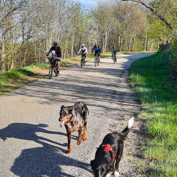 Groupe de cyclistes accompagnés de leurs chiens.