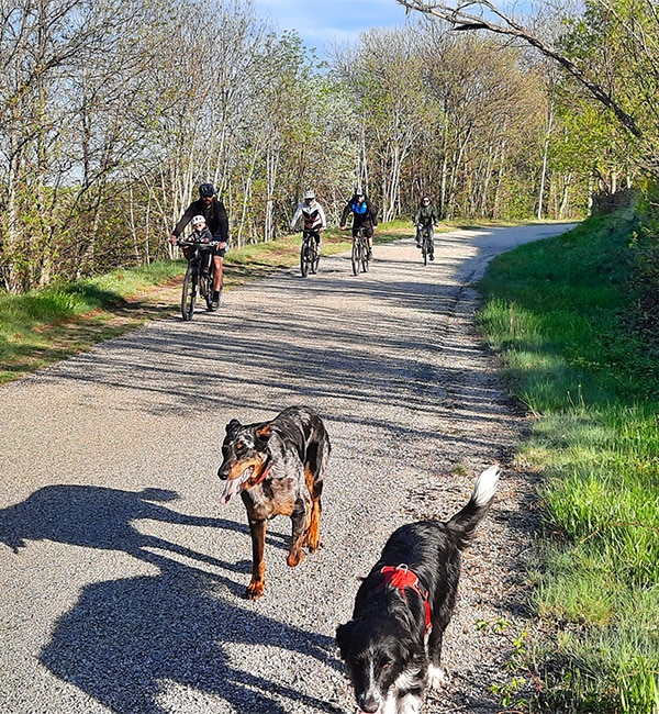 Groupe de cyclistes accompagnés de leurs chiens.